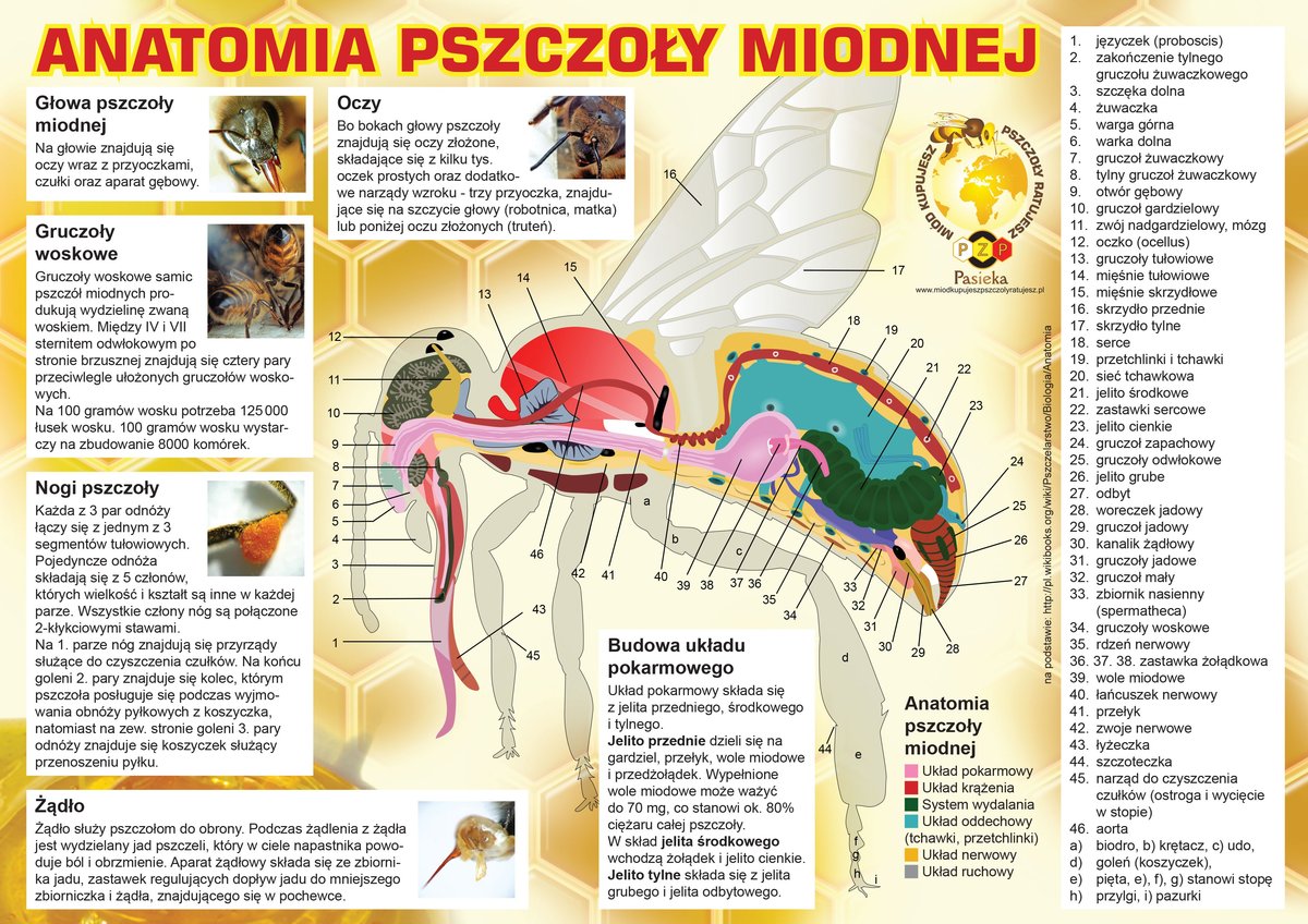 Duża tablica reklamowa - wzór F323