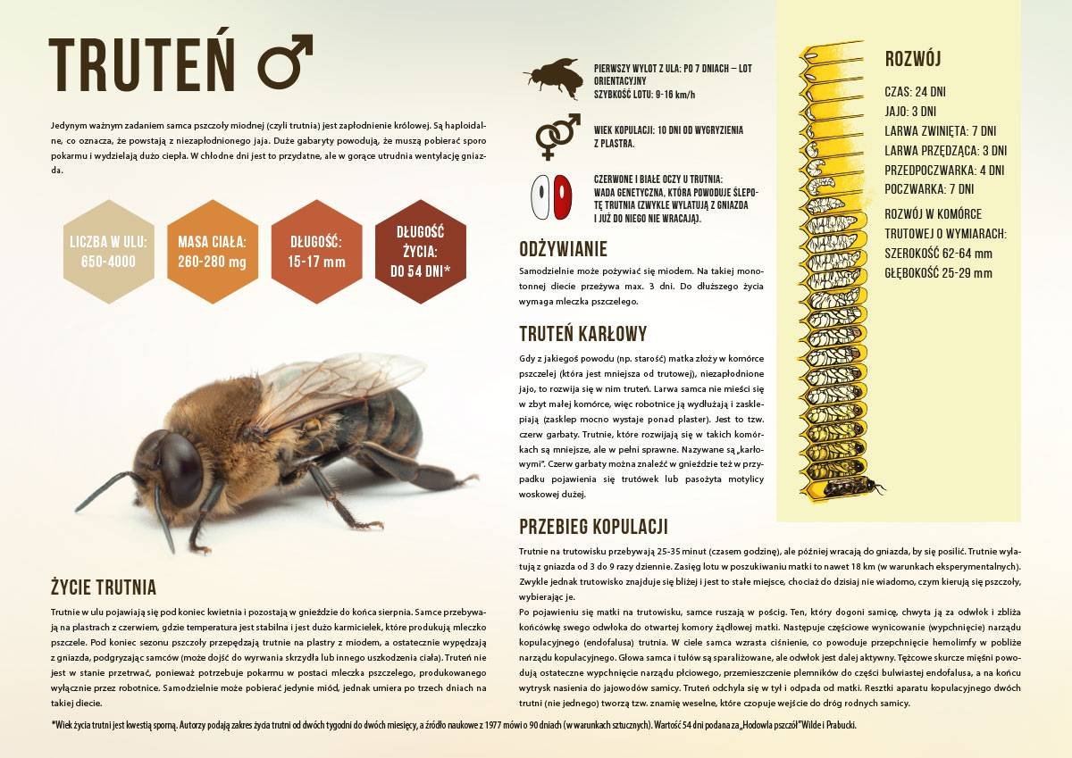 Średnia tablica edukacyjna TRUTEŃ - wzór F248