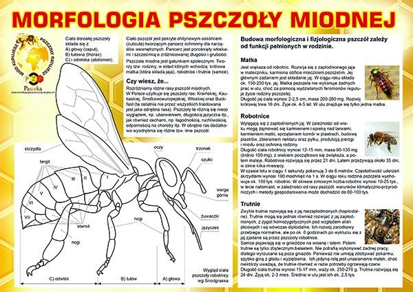Średnia tablica informacyjna -  wzór F224