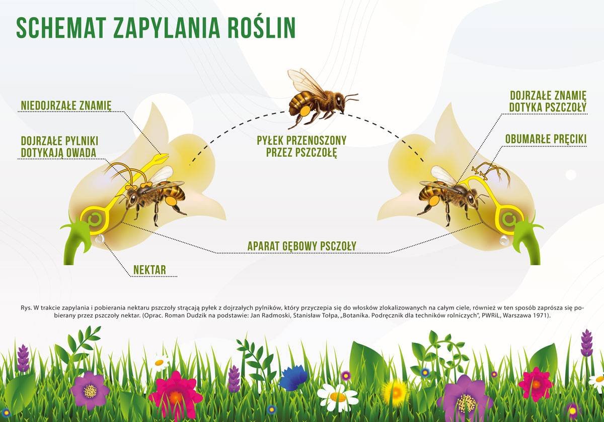 Średnia tablica edukacyjna ZAPYLANIE ROŚLIN - wzór F256