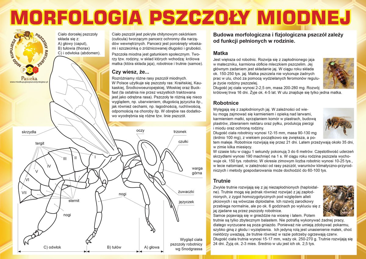 Duża tablica reklamowa - wzór F324