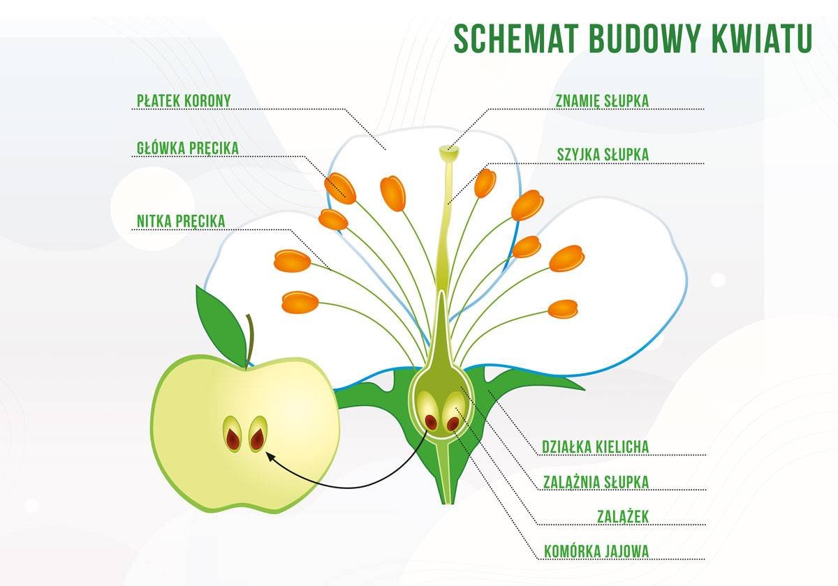 Duża tablica edukacyjna BUDOWA KWIATU - wzór F355