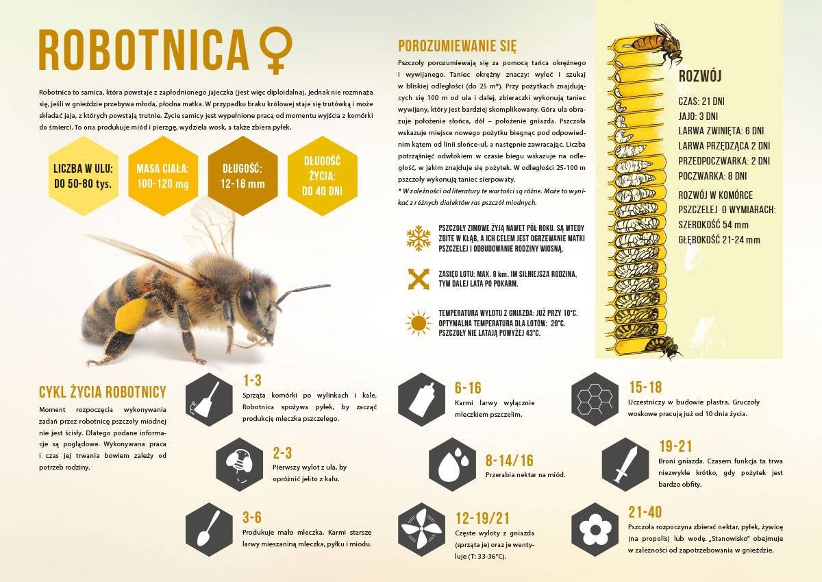 Średnia tablica edukacyjna ROBOTNICA - wzór F247