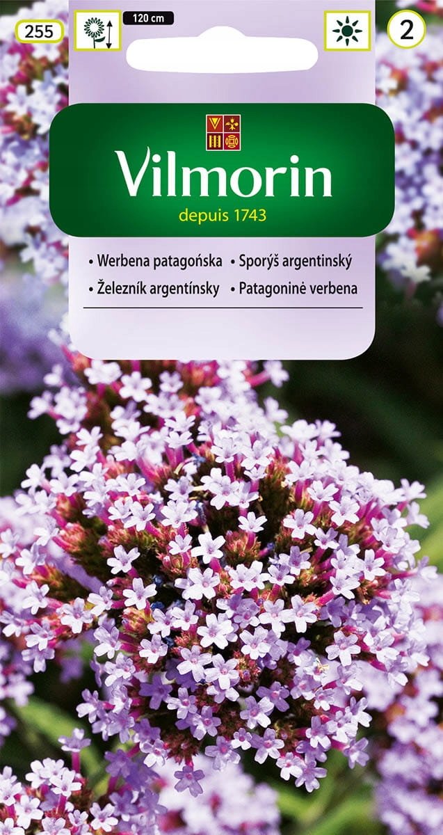 NASIONA WERBENA PATAGOŃSKA 0,1G VILMORIN