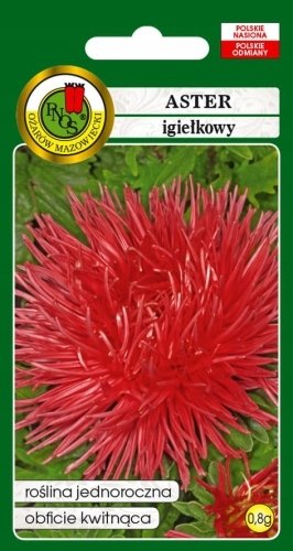 NASIONA ASTER IGIEŁKOWY CZERWONY OGNISTY PTAK 916