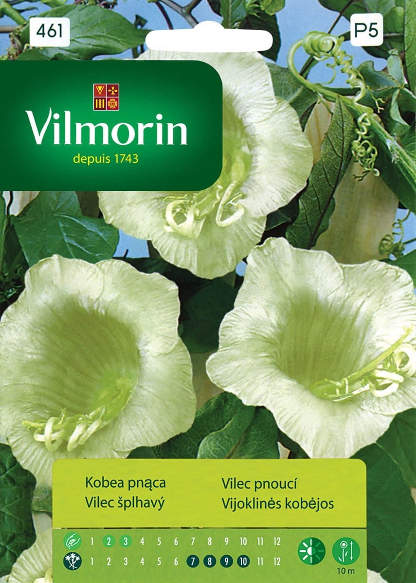 Vilmorin Nasiona kobea pnąca
