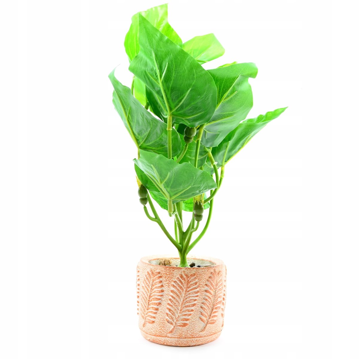 Kwiatek Liściasty W Doniczce Dekoracja Różne Wzory