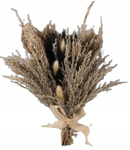 BUKIET CHOCOLATE TRAWA PAMPASOWA SUSZONA DMUSZEK