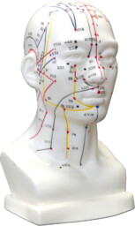 Model do akupunktury - model głowy człowieka z zaznaczonymi punktami akupunkturowymi i meridianami - pomoc dydaktyczna, wyposażenie gabinetów (D-027K)