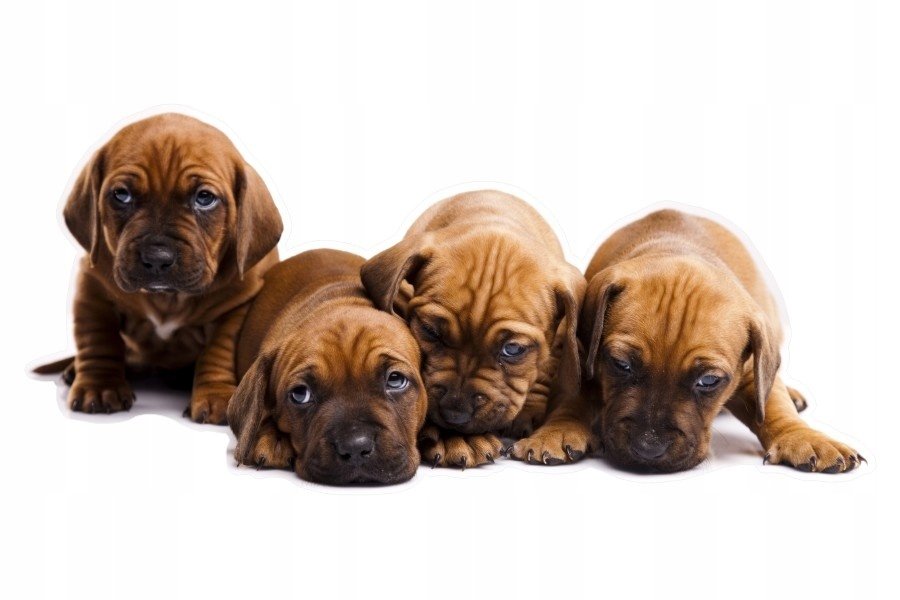 Naklejki z psami psy pieski puppies Szczeniaczki 4, 50x23 cm