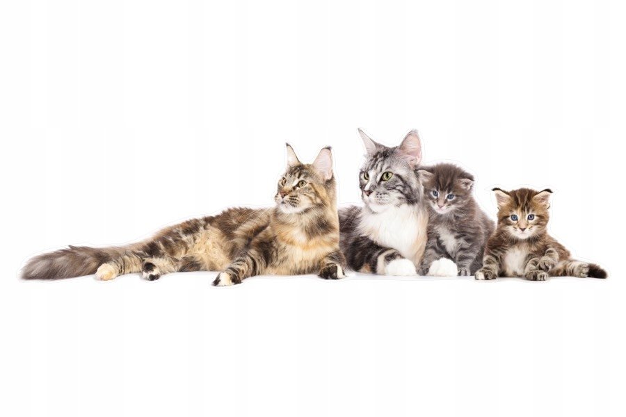 Naklejki ze zwierzętami koty Kocia rodzinka 7, 93x28 cm