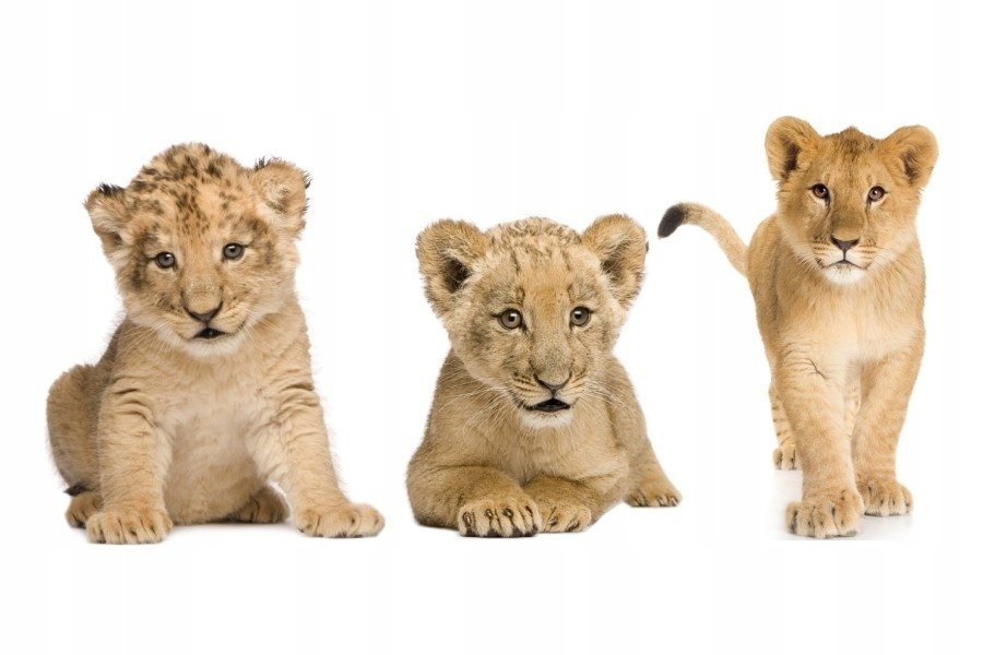 Naklejki ze zwierzętami Dzikie kociaki 109, 160x79 cm