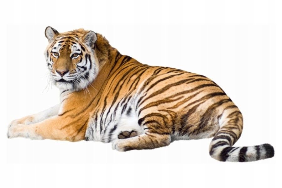 Naklejki ze zwierzętami zwierzaki Tygrys 10, 50x26 cm