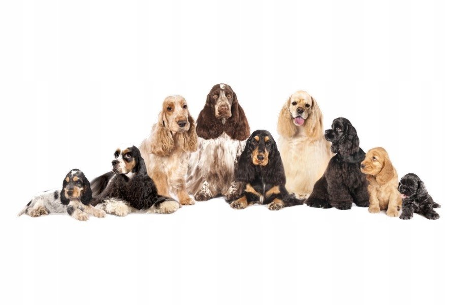 Naklejki ze zwierzętami psy Psia rodzinka 14, 93x30 cm