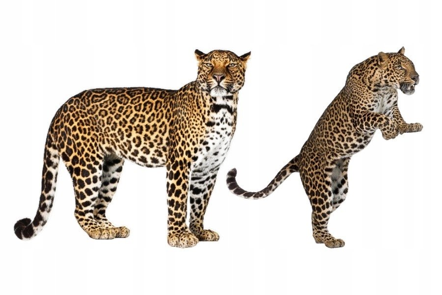 Naklejki ze zwierzętami zwierzaki Lamparty 4, 93x50 cm