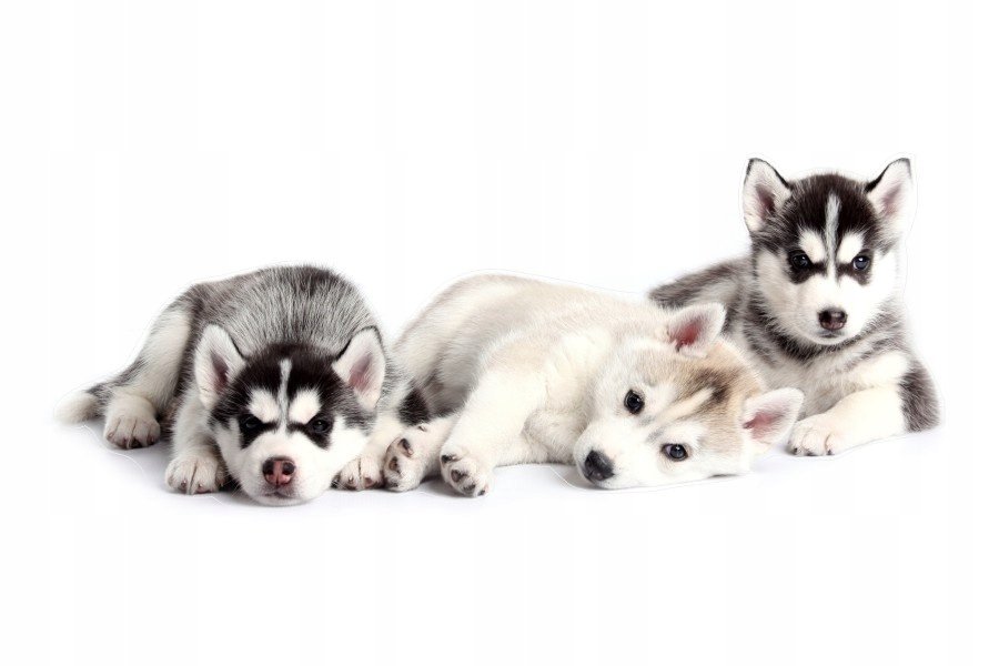 Naklejki ze zwierzętami psy psiaki Szczeniaczki 3, 93x39 cm