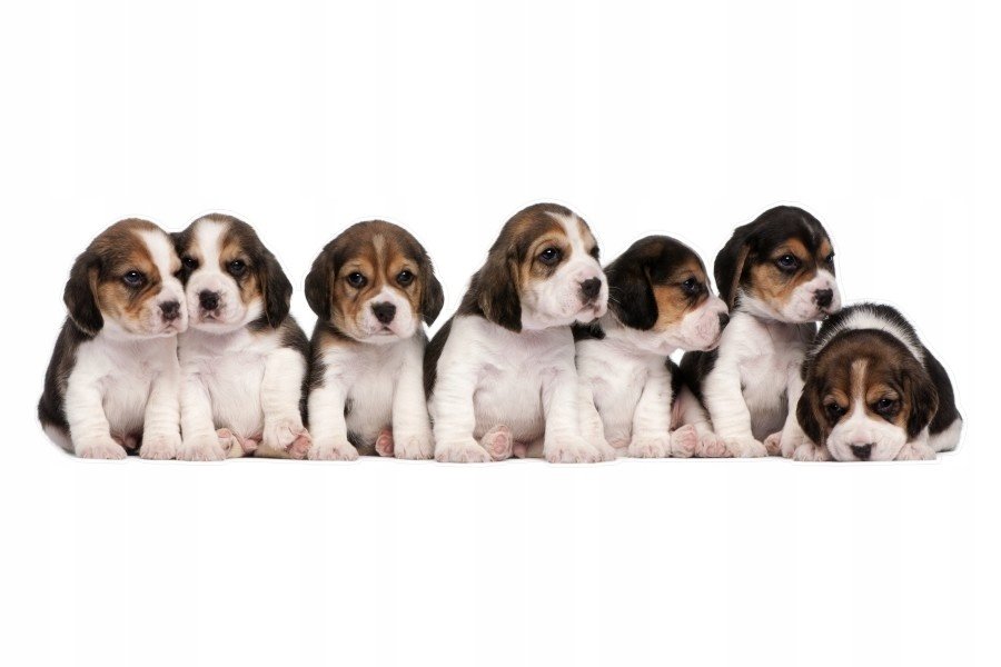 Naklejki z psami psy pieski puppies Szczeniaczki 1, 50x14 cm