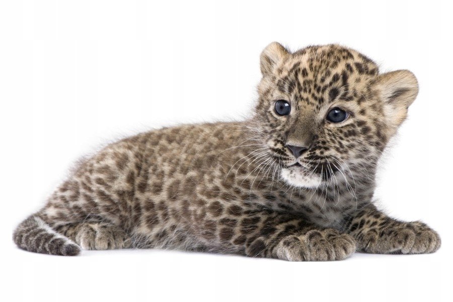 Naklejki ze zwierzętami zwierzaki Lamparciątko 15, 160x82 cm