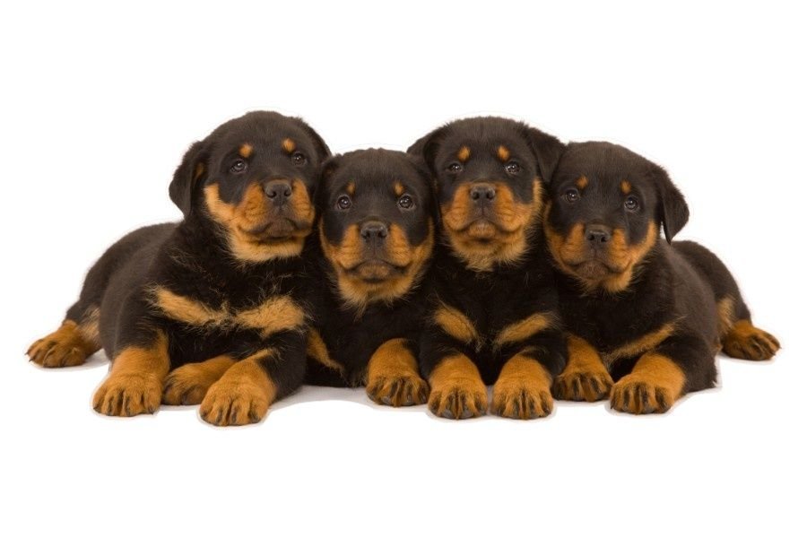 Naklejki z psami pieskami psiakami Szczeniaczki 17, 50x21 cm