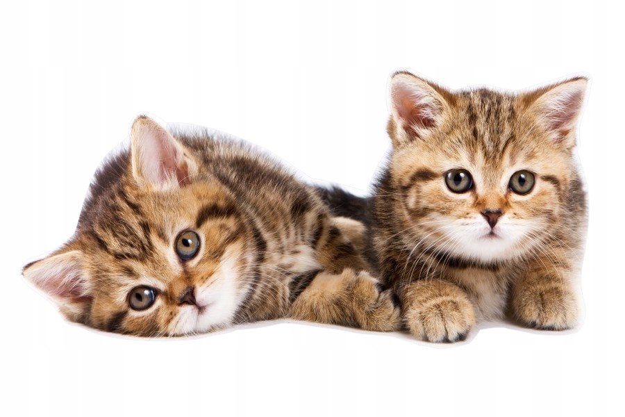Naklejki ze zwierzętami kot kotki Kociaki 5, 160x79 cm