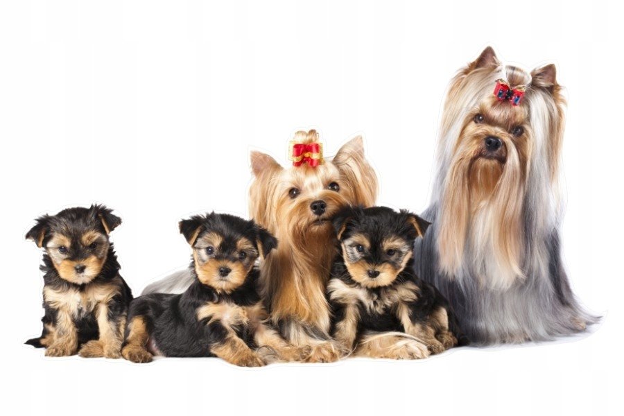 Naklejki ze zwierzętami psy Psia rodzinka 18, 93x52 cm