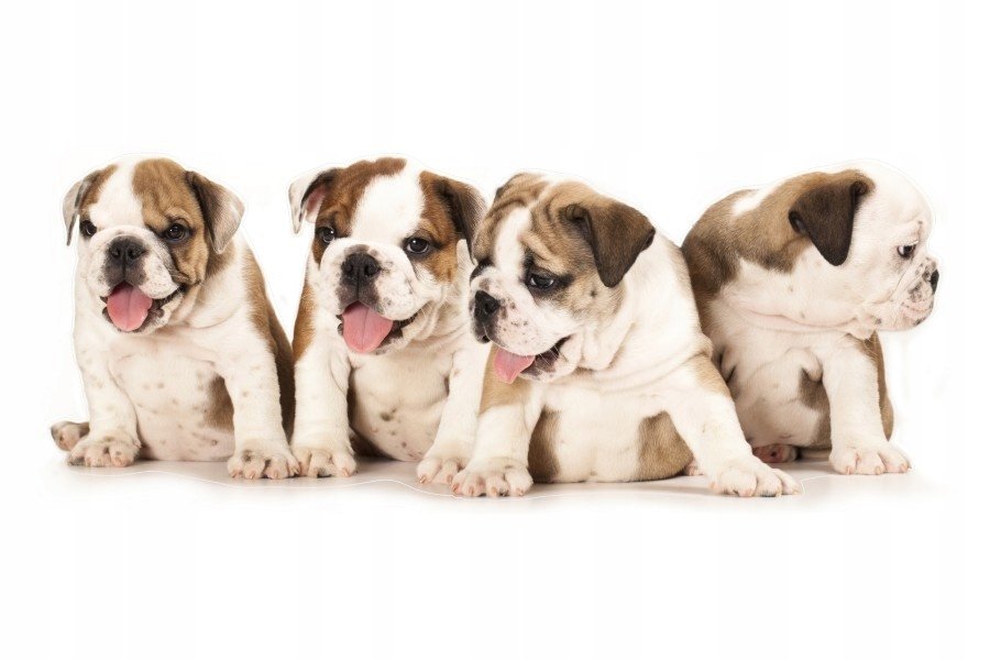 Naklejki ze zwierzętami psy pieski Szczeniaczki 8, 160x64 cm