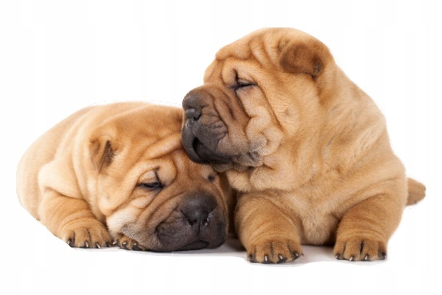 Naklejki ze zwierzętami psy psiaki Szczeniaczki 19, 93x53 cm