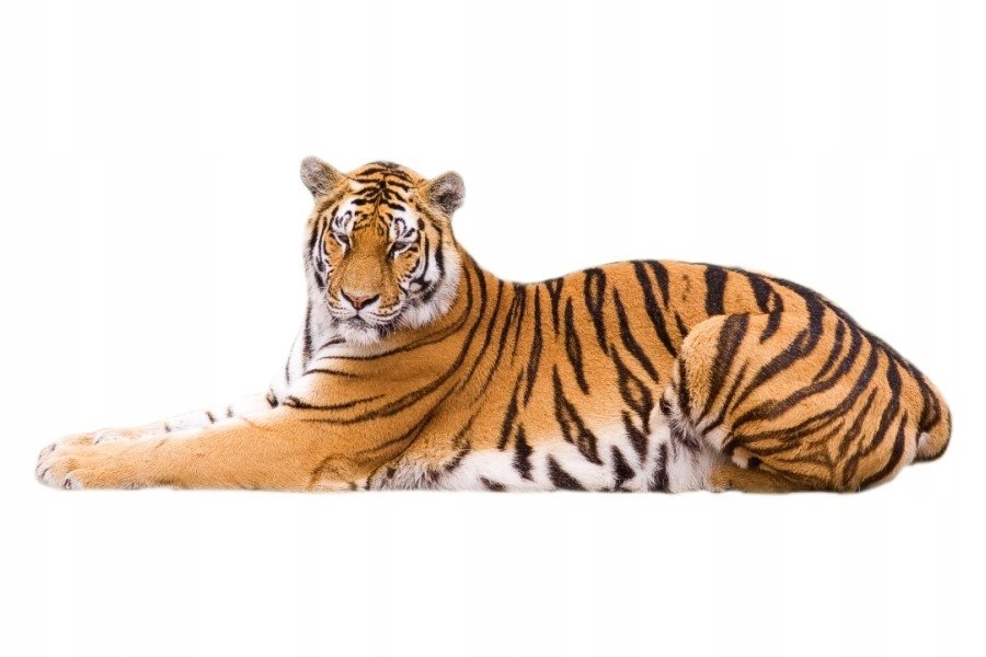 Naklejki ze zwierzętami zwierzaki Tygrys 1, 93x40 cm