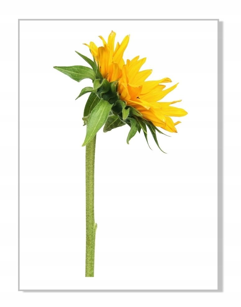 Naklejka z kwiatami kwiatki 50cm - Słonecznik 7, 50x27 cm