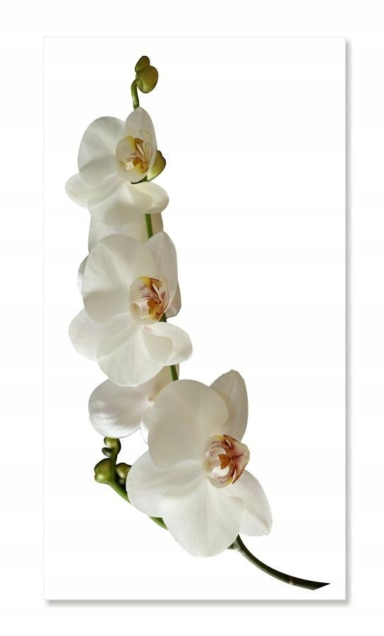 Naklejka z kwiatami kwiatki 50cm - Orchidea 1, 50x25 cm