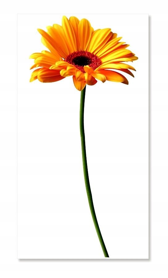 Naklejki ścienne kwiaty 100cm Gerber 1 żółty, 100x45 cm