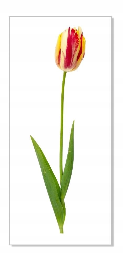 Naklejki ścienne kwiaty mat Tulipan 20, 100x27 cm