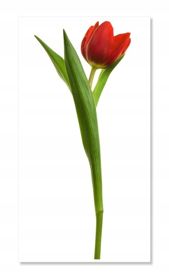 Naklejka z kwiatami kwiatki 50cm - Tulipan 3, 50x21 cm