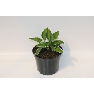 Funkia hosta, wys. 30 cm don. 2 l