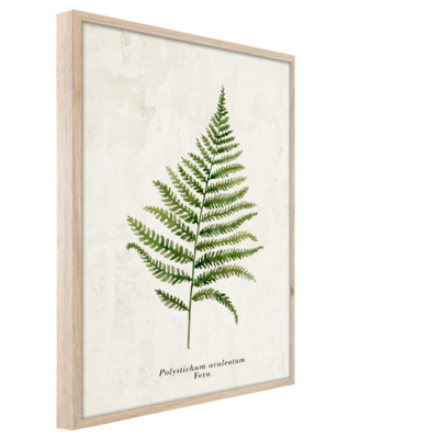 Obraz Framepic 50 x 70 cm FP036 FERN