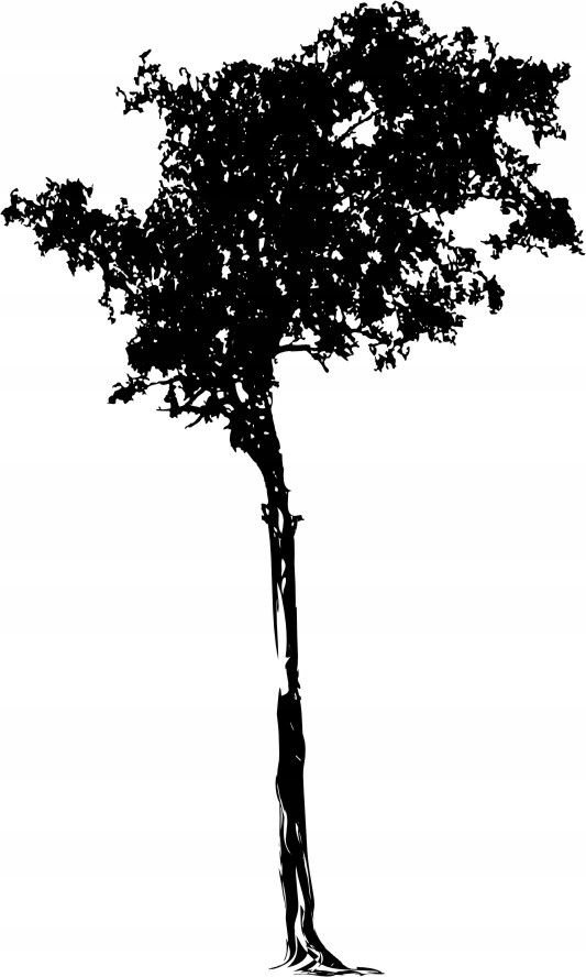 Naklejka na ścianę ścienna 2 metrowe Drzewo DRX-60, 200x120 cm