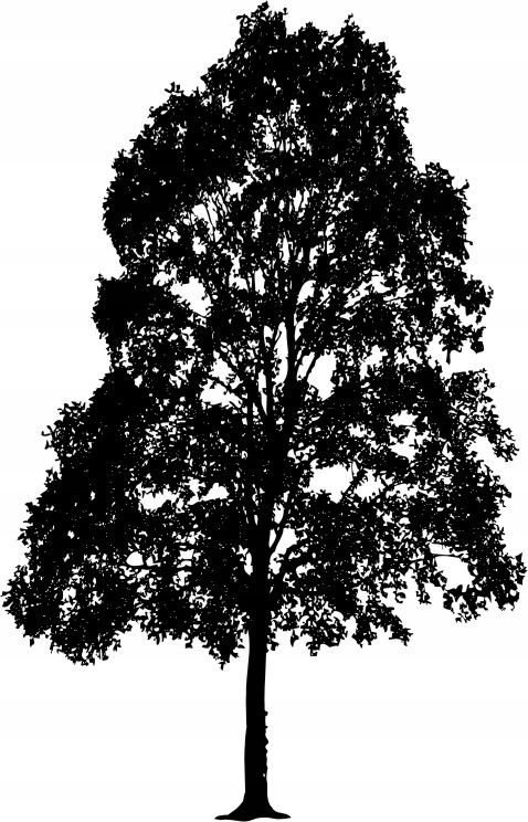 Naklejka na ścianę ścienna 2 metrowe Drzewo DRX-28, 200x120 cm