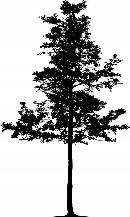 Naklejka na ścianę ścienna 2 metrowe Drzewo DRX-91, 200x120 cm