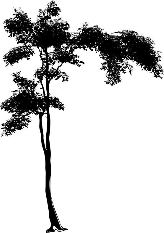 Naklejka na ścianę duże 200cm Drzewo DRX-6, 200x120 cm