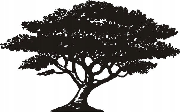 Naklejka na ścianę z drzewem drzewkiem Baobab mat, 192x120 cm