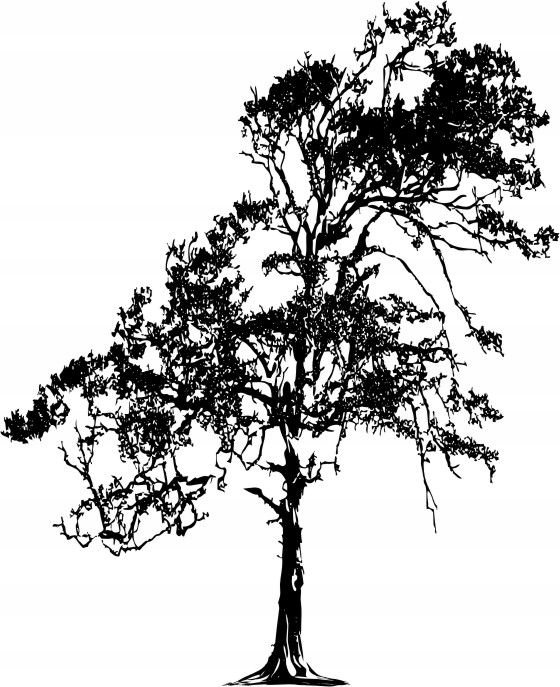 Naklejka na ścianę ścienna 2 metrowe Drzewo DRX-29, 200x120 cm