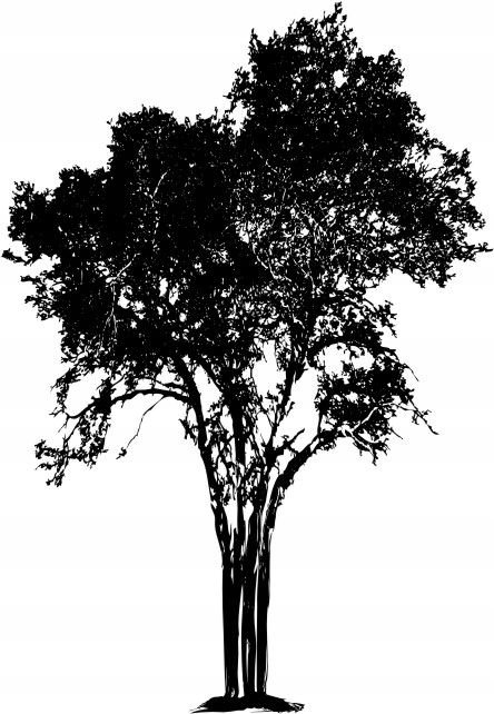 Naklejka na ścianę ścienna 2 metrowe Drzewo DRX-39, 200x120 cm