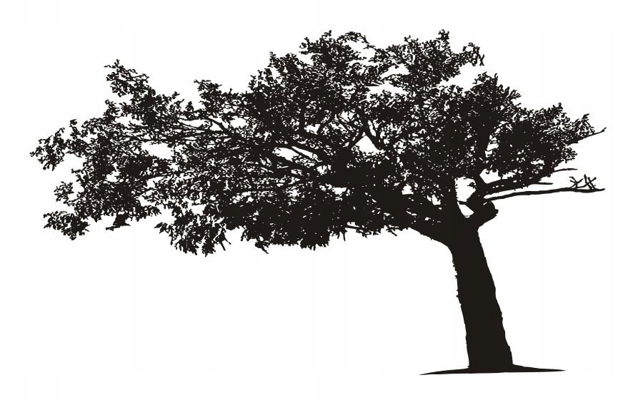 Naklejka na ścianę ścienna 2 metrowe Drzewo DRX-97, 200x120 cm