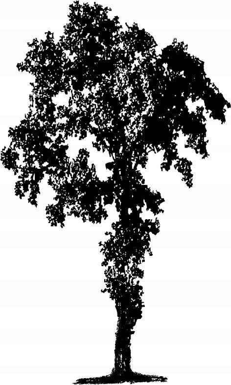 Naklejka na ścianę ścienna 2 metrowe Drzewo DRX-80, 200x120 cm