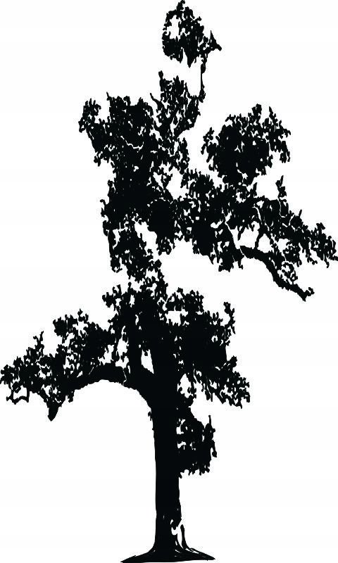 Naklejka na ścianę ścienna 2 metrowe Drzewo DRX-46, 200x120 cm