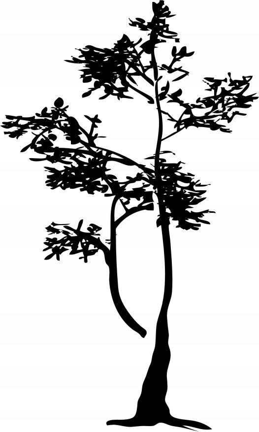 Naklejka na ścianę ścienna 2 metrowe Drzewo DRX-67, 200x120 cm