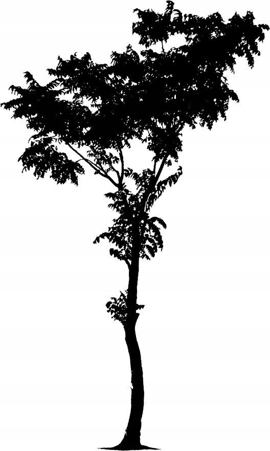 Naklejka na ścianę ścienna 2 metrowe Drzewo DRX-66, 200x120 cm