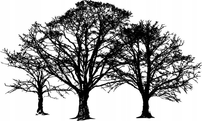 Naklejka na ścianę ścienna 2 metrowe Drzewo DRX-25, 200x120 cm