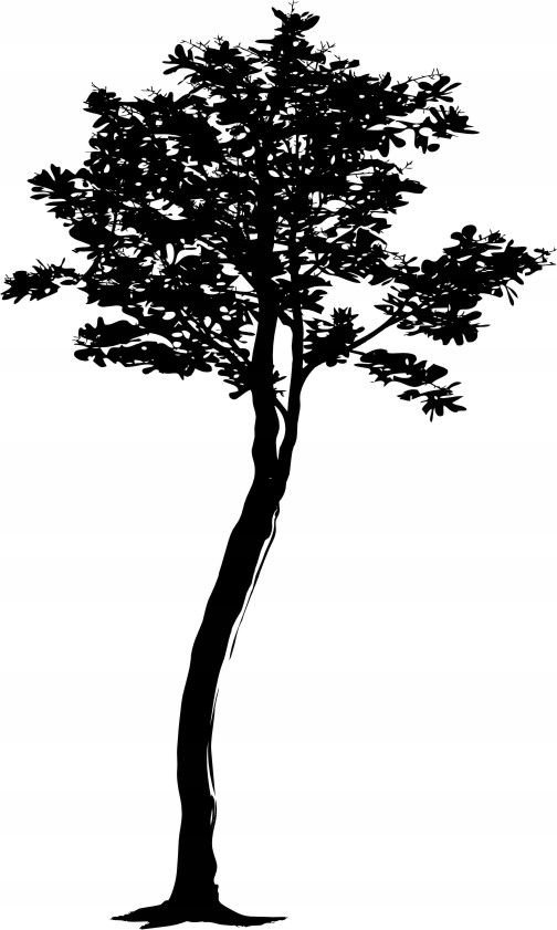 Naklejka na ścianę ścienna 2 metrowe Drzewo DRX-90, 200x120 cm