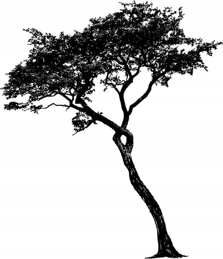 Naklejka na ścianę duże Drzewo 200 cm DRX-12, 200x120 cm